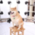 縮圖：寵物公仔