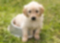 puppy-g172ecad06_1280.jpg