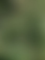 Pioneers of Margaret River Semillon Sauvignon Blanc 