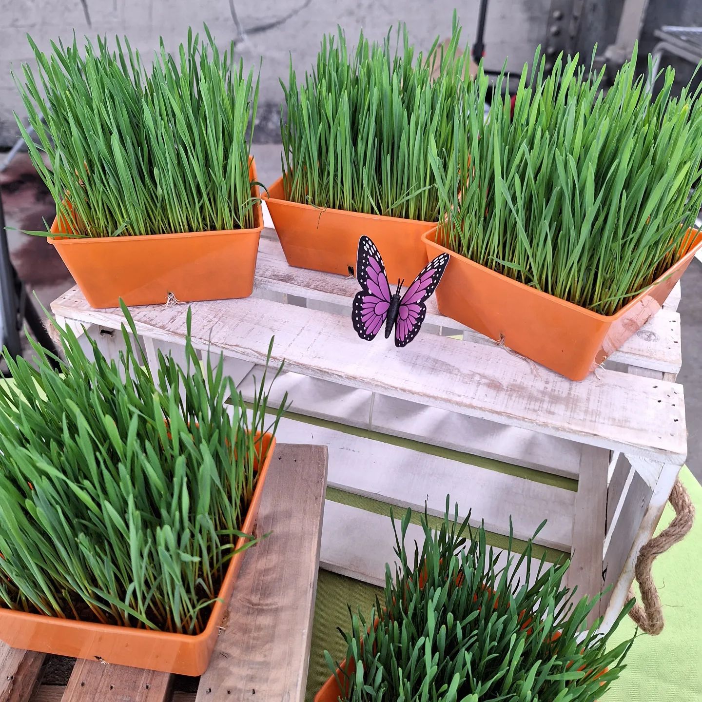 Enchanted Microgreens microgreens and wheatgrass delivery albuquerque Albuquerque, NM, USA