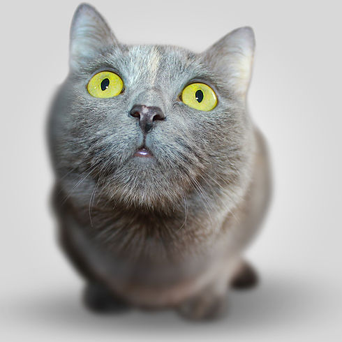 Serious Kitten_edited.jpg