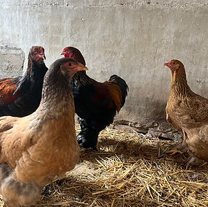 dino poules 2.jpg
