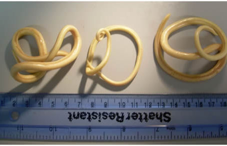 Roundworm proteins offers hope for anti-aging drugs.