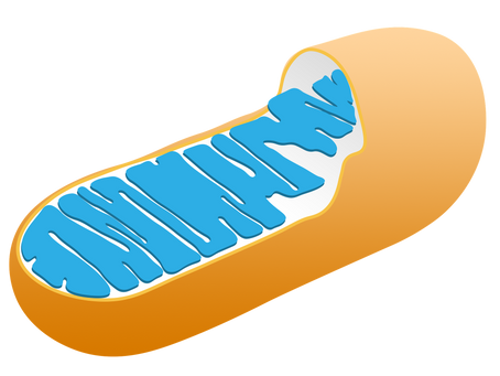 Genome editing in mitochondria finally possible!!