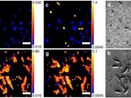 Scientists discover 100-million-year-old bacteria under South Pacific seafloor.