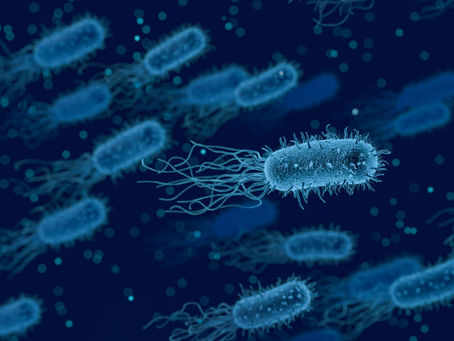 Strain of E. coli may offer protections against its more malevolent cousins.