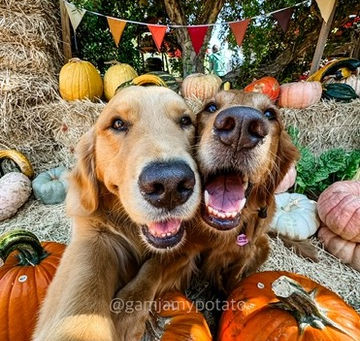 Dog Friendly Mini Pumpkin Patch 🎃 - A Day at J&P Cosentino Family Farm