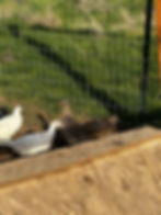 Thumbnail: Pheasant Chicks