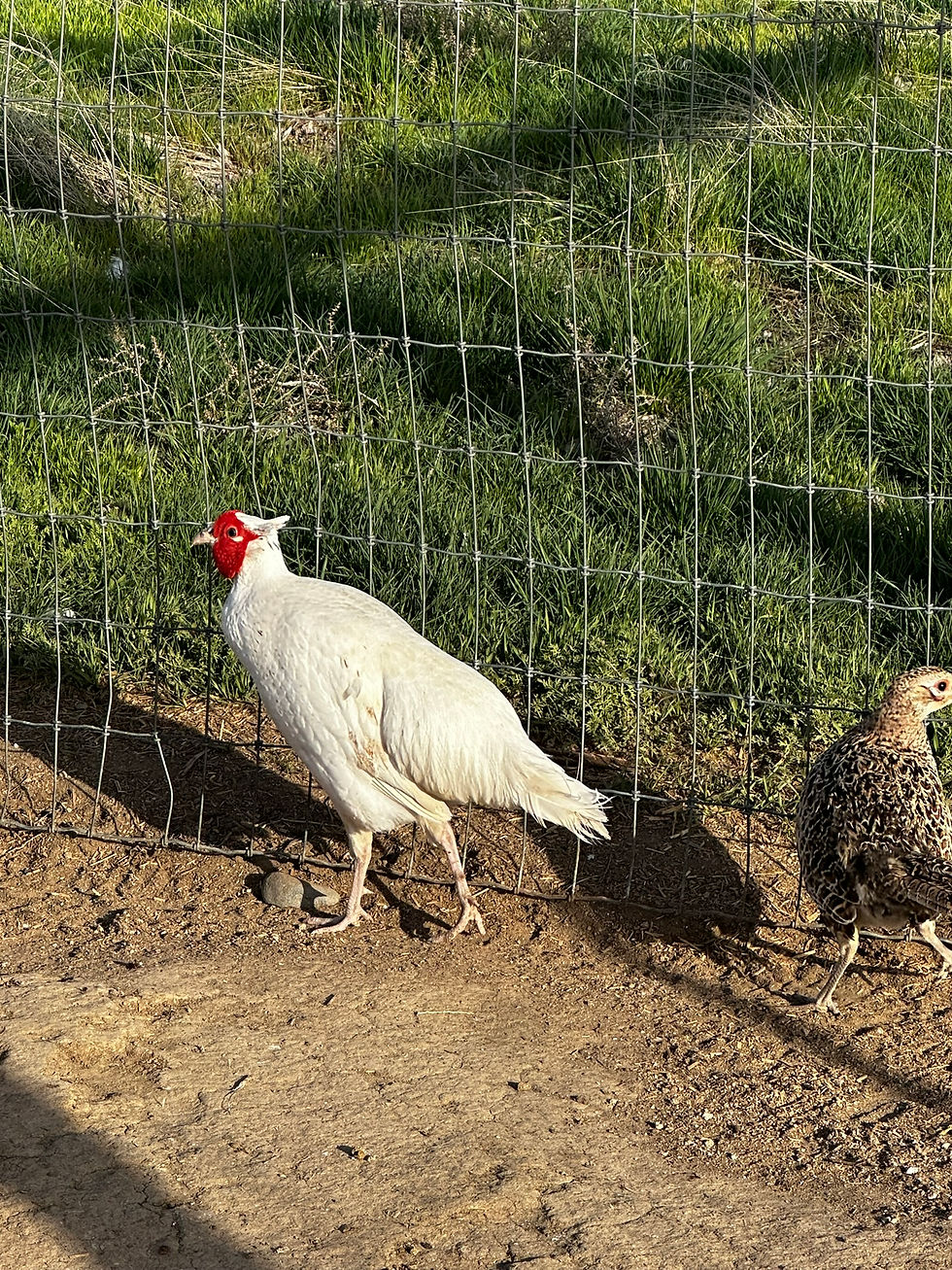 Thumbnail: Adult Pheasants