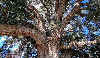 Tenterfield Cork Tree.jpeg