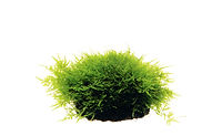 Taxiphyllum sp'peacok moss' .jpg