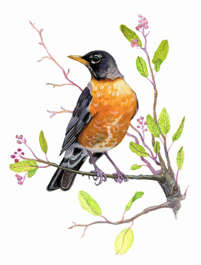 American Robin.jpeg