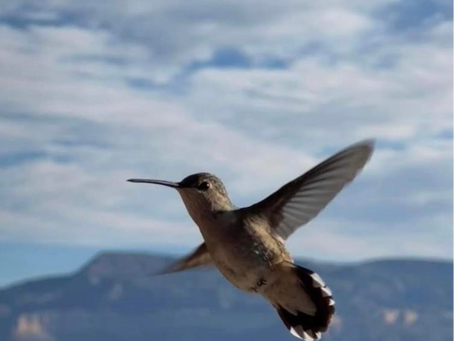 A hummingbird hovers mid-air against a blue sky with clouds and distant mountains. The scene feels serene and natural.