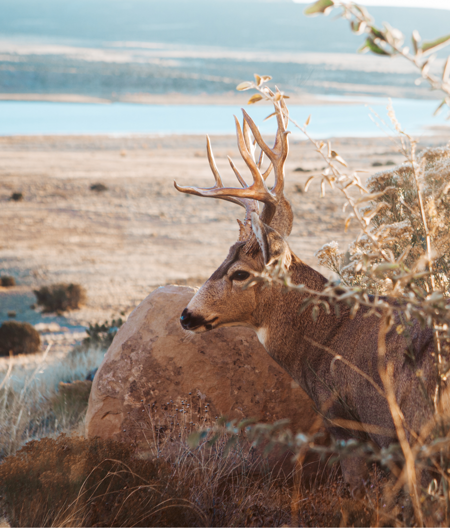 Wildlife at The Grand Hacienda