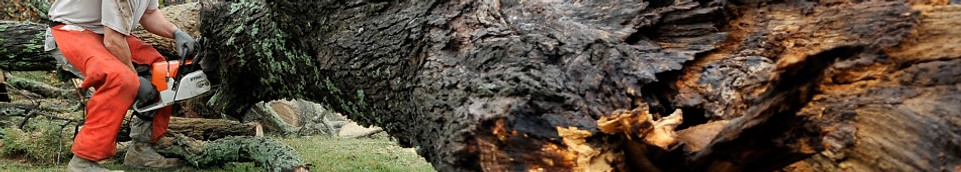 tree%20removal%20service_edited.jpg