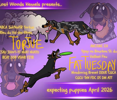 Tortuesday
