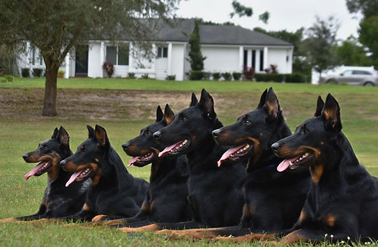 Family of Beaucerons.jpg