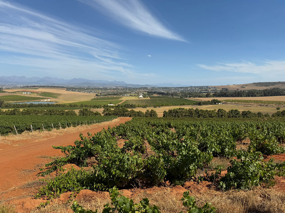 Block 1A Meerendal in Durbanville. Planted in 1955.