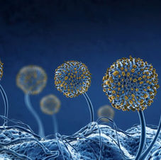 Infections Fongiques