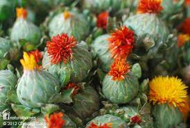 saf flower.jpeg