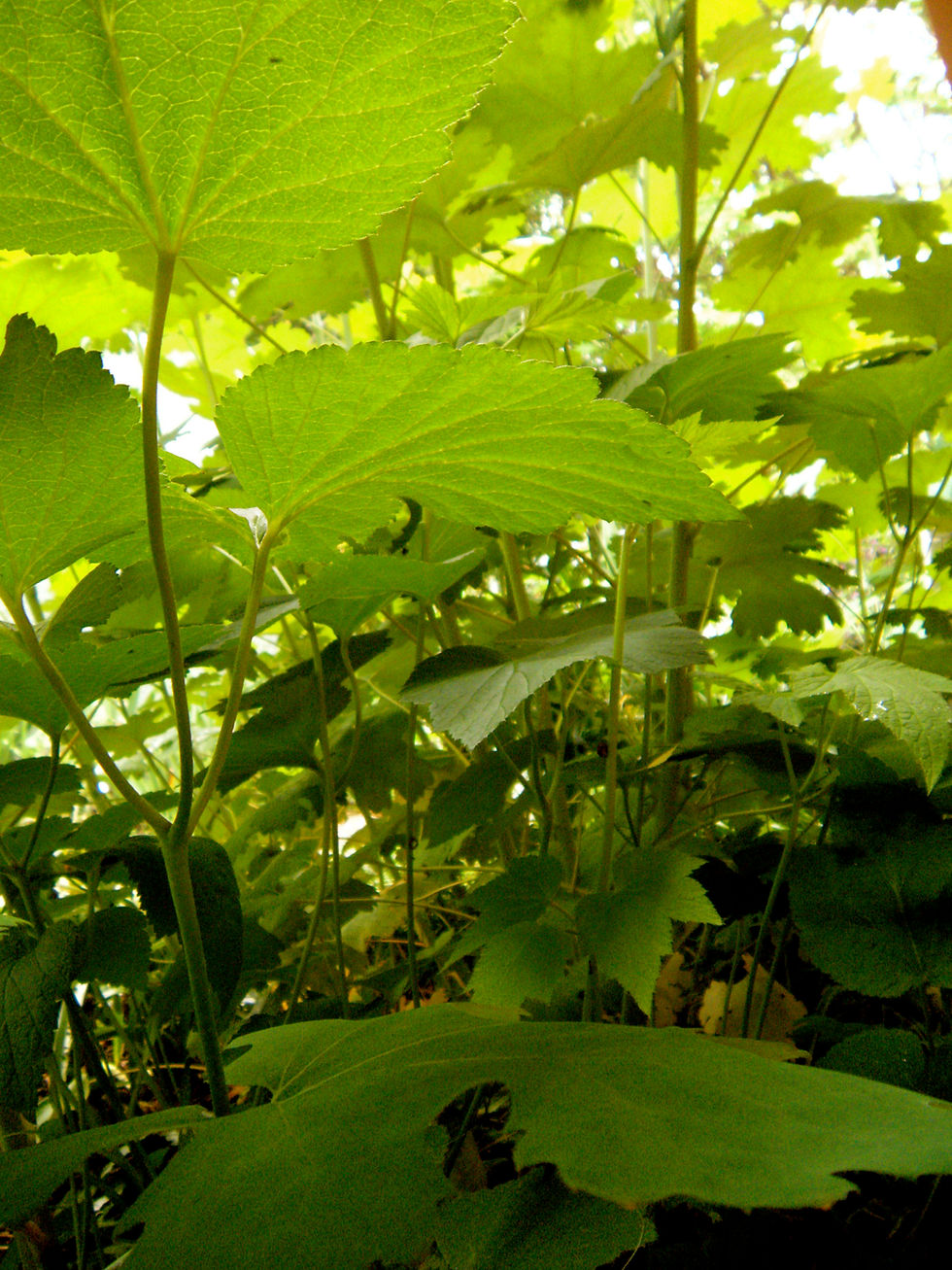 DSCN2559.JPG