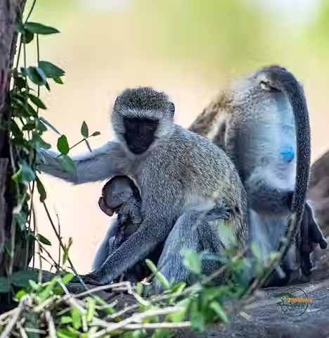 monkeys on Tanzania safari