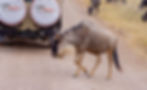 wildebeest behind a safari jeep during a 4 days safari from zanzibar during the dry season