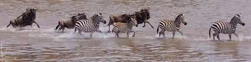 sererengeti mara river crossing