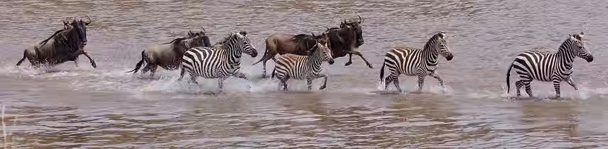 sererengeti mara river crossing