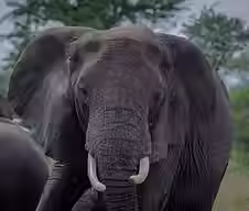 elephant in Serengeti