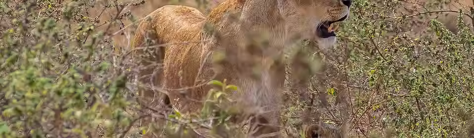 lioness on safari from Zanzibar