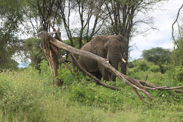 Tanzania safari game drive in Tarangire
