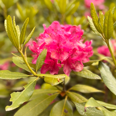 Flora along the way