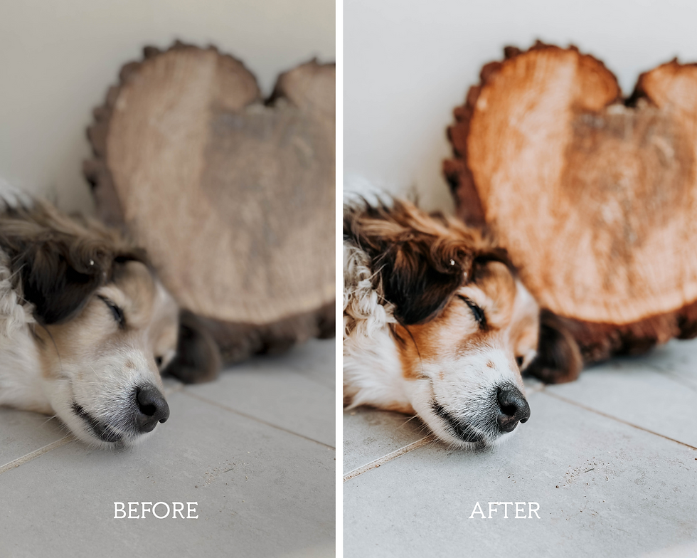 Thumbnail: A cute dog photo edited with Pets Mobile Presets, showcasing enhanced colors and textures that highlight the dog's playful expression and soft fur. The image features vibrant tones and a warm aesthetic, capturing the joy and companionship of pet ownership