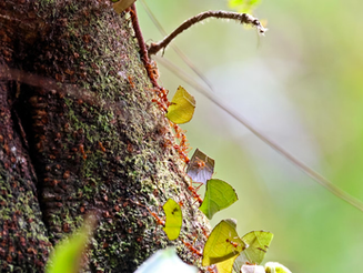 Ants