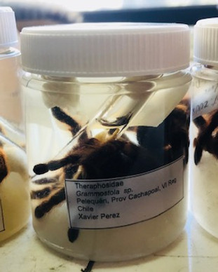 Tarantulas.jpg