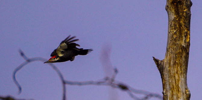 Beautifully Beginning Flight