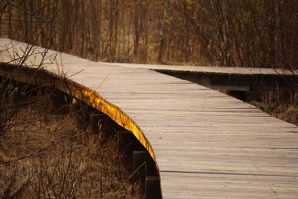 Golden Journey to Nowhere