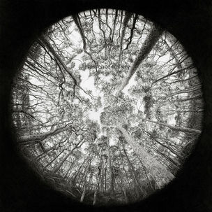 Fractal Forest Tanja
