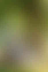 bride and groom romantic golden hour photos on the garden swing ashton lodge country house wedding photography