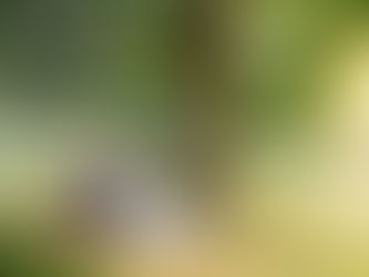 Ashton Lodge Country House Wedding Photography