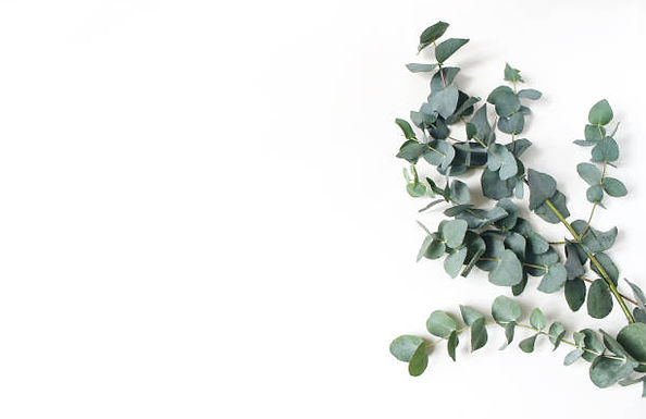 eucalyptus.jpg