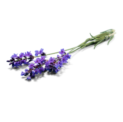 Untitled design (1).png