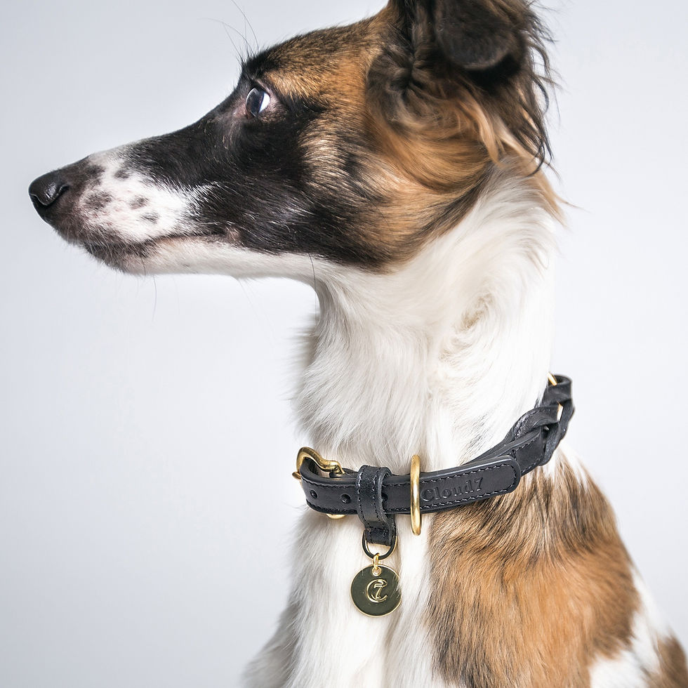 Miniaturbild: Hund mit Halsband Hyde Park schwarz von Cloud7 Shop Schweiz