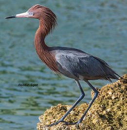 redish egret.jpeg
