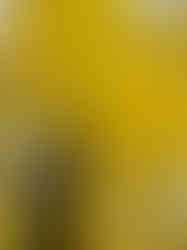 11月の色づく木