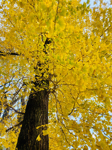 11月の色づく木