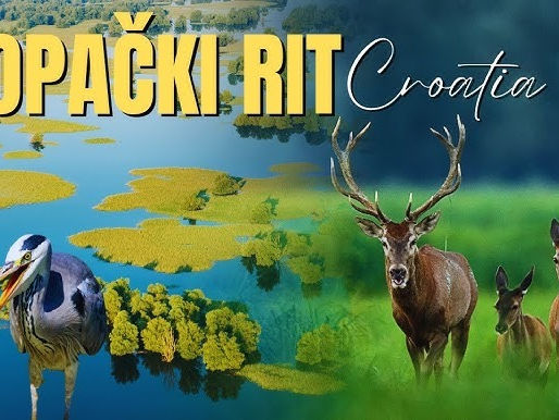 There is a nature park Kopački Rit, Croatia in the picture