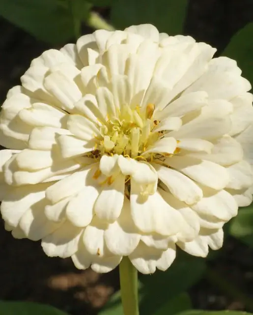 Zinnia - Polar Bear - West Coast Seeds