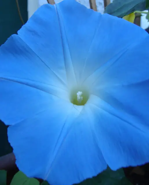Morning Glory - Heavenly Blue - West Coast Seeds